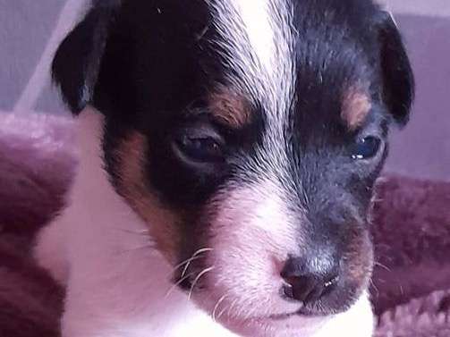 Chiot Jack Russel Terrier noir et blanc non LOF à vendre