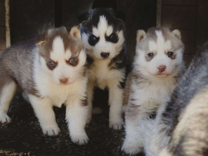 Réservation pour trois chiots Husky de Sibérie non LOF, 2 mâles et 1 femelle de décembre 2021