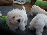 Chiots Bichon Bolonais à vendre
