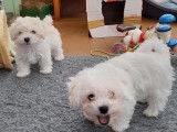 Chiots Bichon Bolonais à vendre