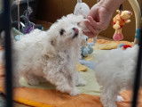 Chiots Bichon Bolonais à vendre