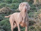 Chiot de race Braque de Weimar à vendre