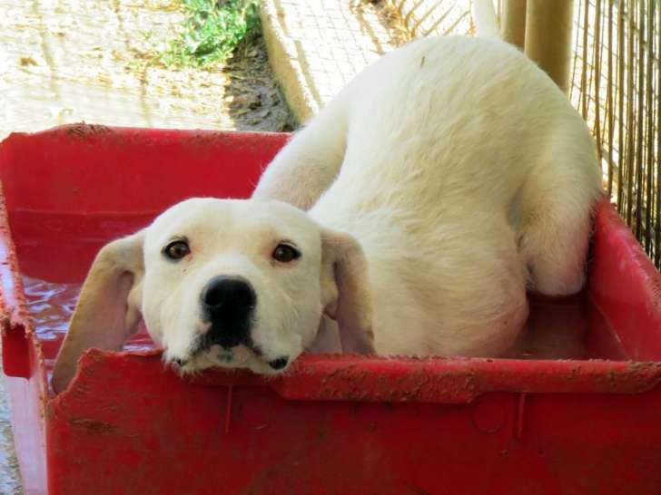 Betty, adorable croisée Labrador femelle blanche née en février 2018, cherche famille au grand cœur