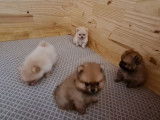 Chiots Spitz Allemand LOF à vendre