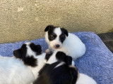 Chiots Epagneul Nain Continental Papillon LOF à réserver