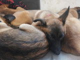 Chiots de type Berger Belge Malinois à vendre (4 femelles & 5 mâles)