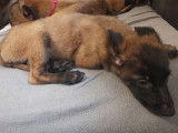 Chiots de type Berger Belge Malinois à vendre (4 femelles & 5 mâles)