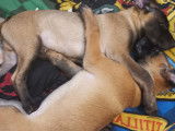 Chiots de type Berger Belge Malinois à vendre (4 femelles & 5 mâles)