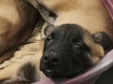 Chiots de type Berger Belge Malinois à vendre (4 femelles & 5 mâles)
