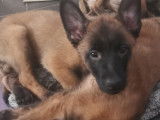 Chiots de type Berger Belge Malinois à vendre (4 femelles & 5 mâles)