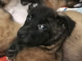 Chiots de type Berger Belge Malinois à vendre (4 femelles & 5 mâles)