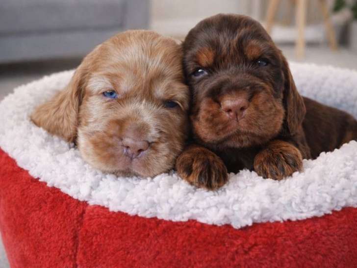 Chiots Cocker Anglais non LOF à vendre