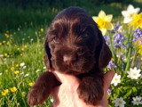 Chiots Cocker Anglais non LOF à vendre