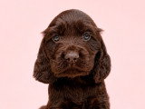 Chiots Cocker Anglais non LOF à vendre