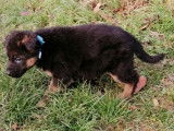 Chiots Berger Allemand LOF à vendre