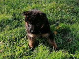 Chiots Berger Allemand LOF à vendre