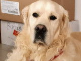 Golden Retriever disponible pour saillie