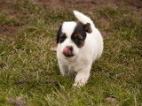 Chiot Jack Russell LOF à vendre