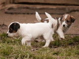 Chiot Jack Russell LOF à vendre