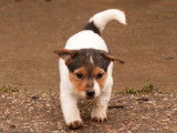 Chiot femelle Jack Russell LOF &agrave; vendre