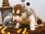Chiot Husky LOF à vendre