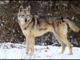 Etalon Chien Loup de Saarlos LOF disponible pour saillie