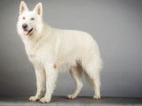 Etalon Berger Blanc Suisse LOF disponible pour saillie
