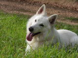 Etalon Berger Blanc Suisse LOF disponible pour saillie