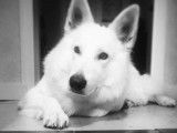 Etalon Berger Blanc Suisse LOF disponible pour saillie