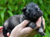 Chiots Keeshond (Spitz Allemand) LOF à réserver