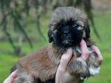 Chiots Lhassa Apso LOF &agrave; vendre