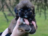 Chiots Lhassa Apso LOF &agrave; vendre