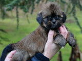 Chiots Lhassa Apso LOF &agrave; vendre