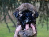 Chiots Lhassa Apso LOF &agrave; vendre