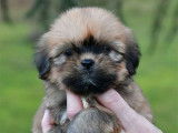 Chiots Lhassa Apso LOF &agrave; vendre