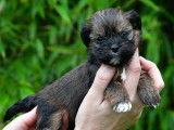 Chiots Lhassa Apso LOF à réserver