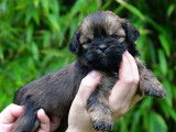 Chiots Lhassa Apso LOF à réserver