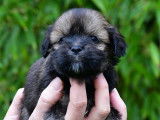 Chiots Lhassa Apso LOF à réserver
