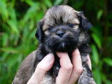 Chiots Lhassa Apso LOF à réserver