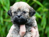 Chiots Lhassa Apso LOF à réserver