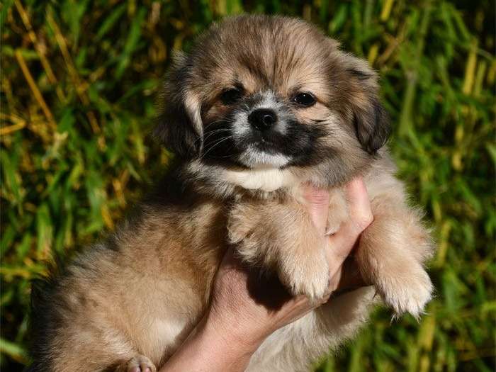 Chiots Epagneul Tibetain Lof A Vendre Petite Annonce Chien
