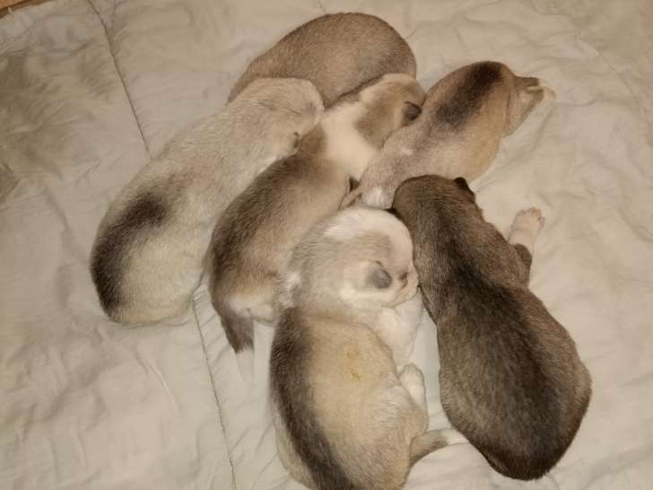 Chiots de type Husky Sibérien à vendre (2 femelles & 3 mâles)