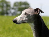 Etalon Whippet bleu LOF disponible pour saillie