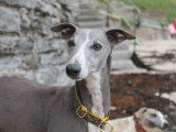 Etalon Whippet bleu LOF disponible pour saillie