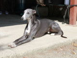 Etalon Whippet bleu LOF disponible pour saillie