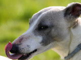 Etalon Whippet LOF disponible pour saillie