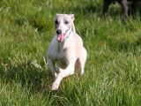 Etalon Whippet LOF disponible pour saillie