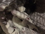 Chiots Whippet LOF à réserver