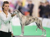 Chiots Whippet LOF à réserver