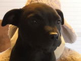 Chiots Staffordshire Bull Terrier LOF à vendre